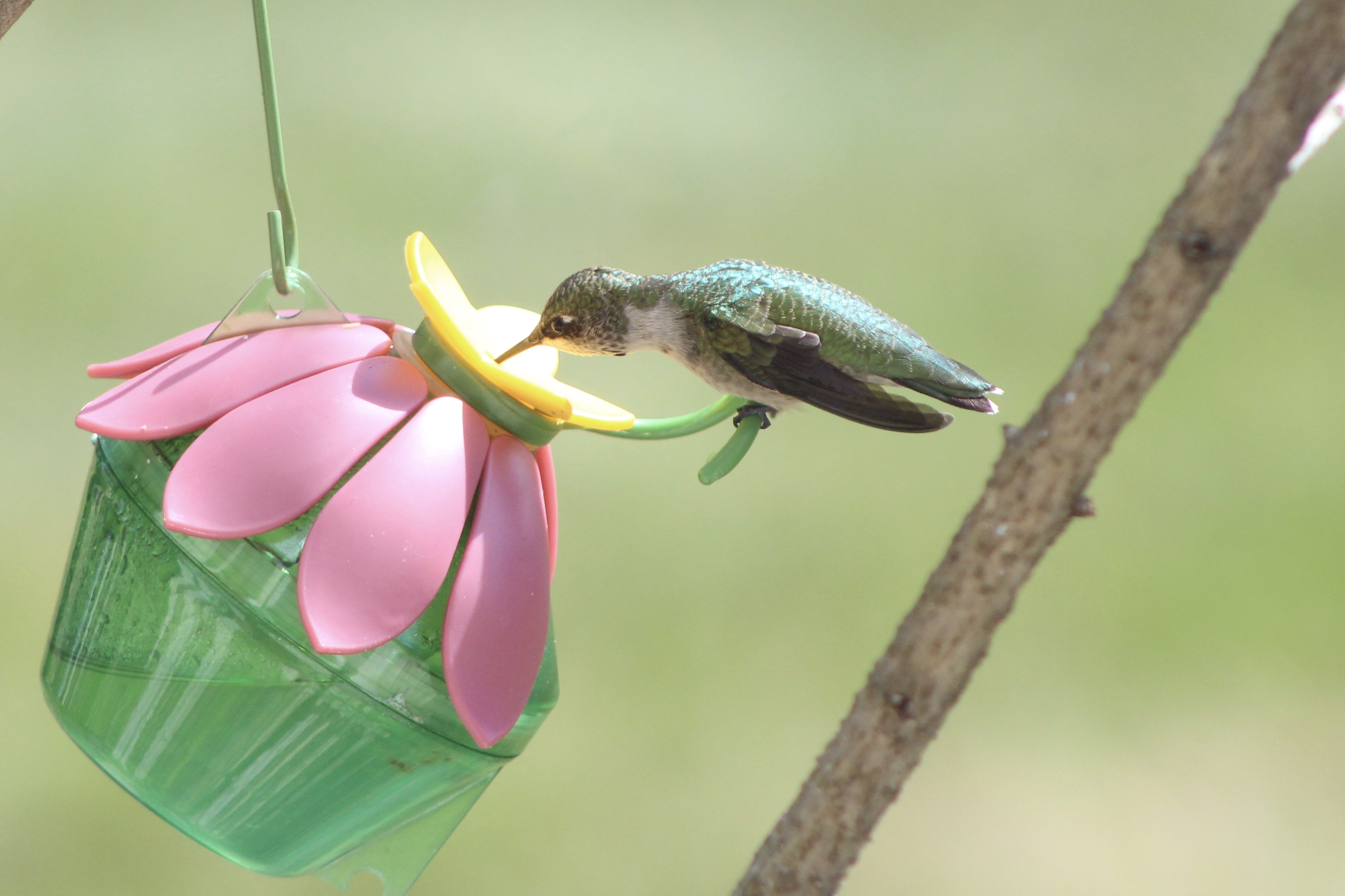 Hummingbird drinking nectar