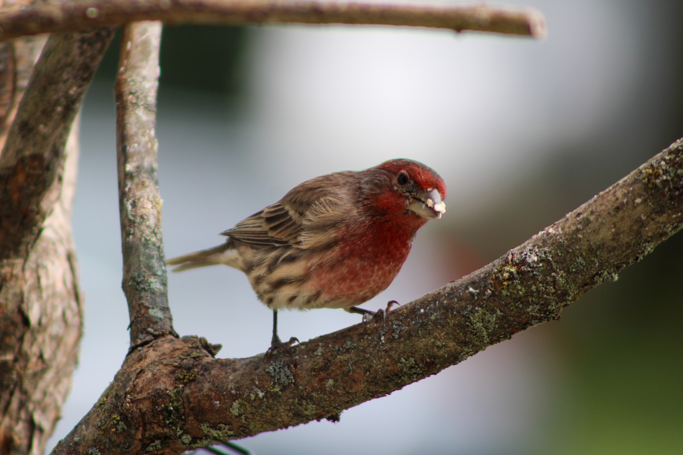 House Finch Snacking