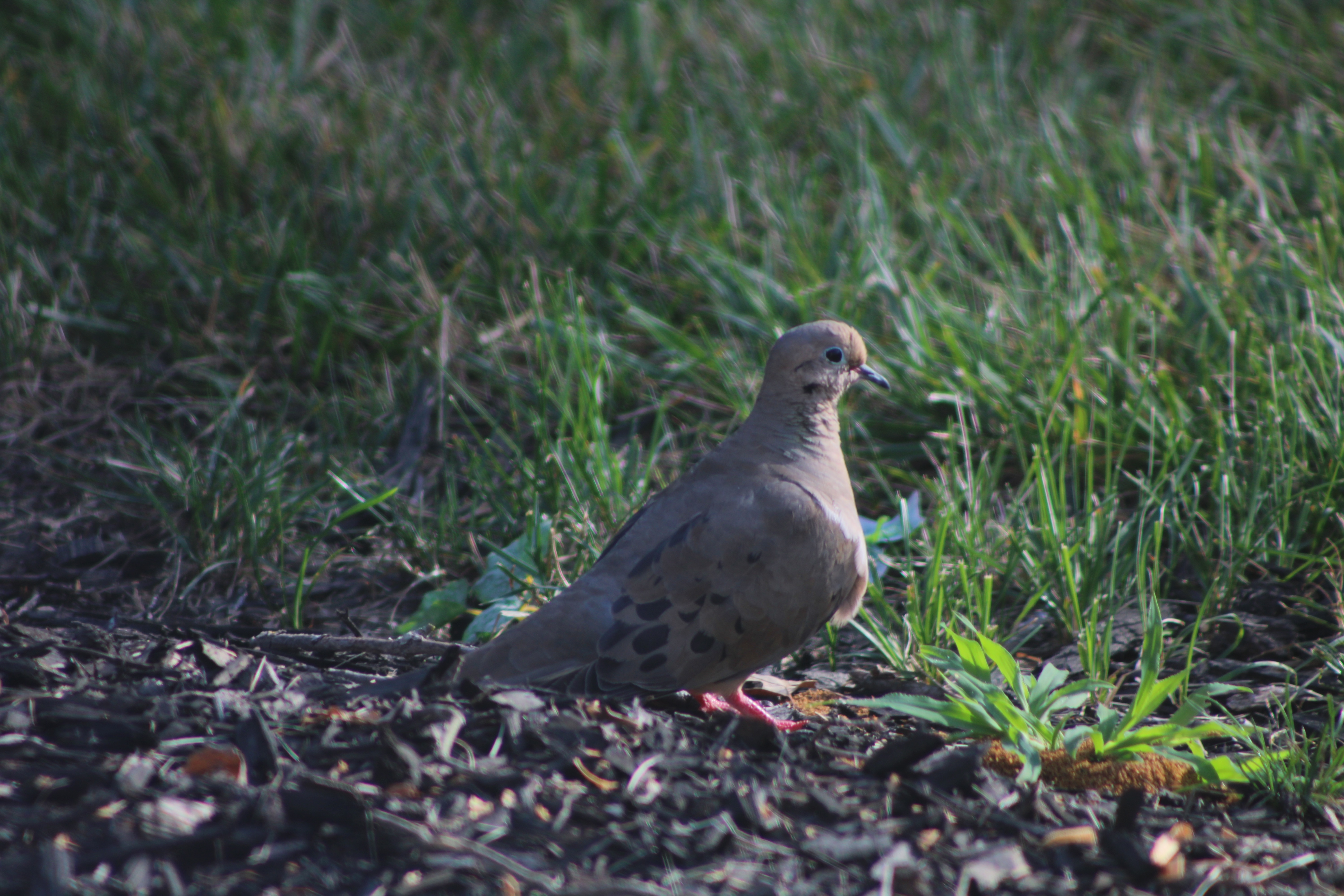 Mourning Dove on Mulch