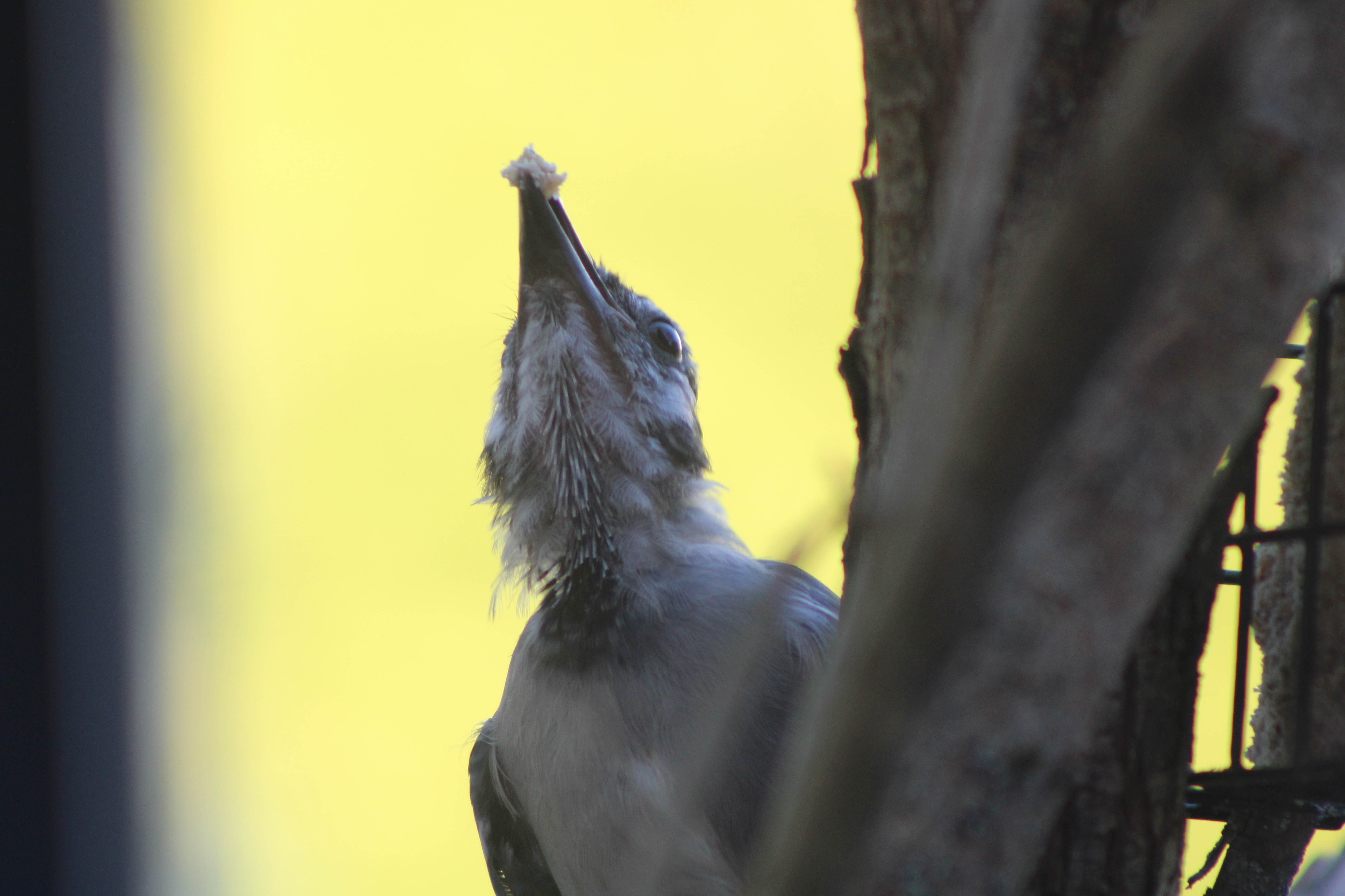 Molting BJ