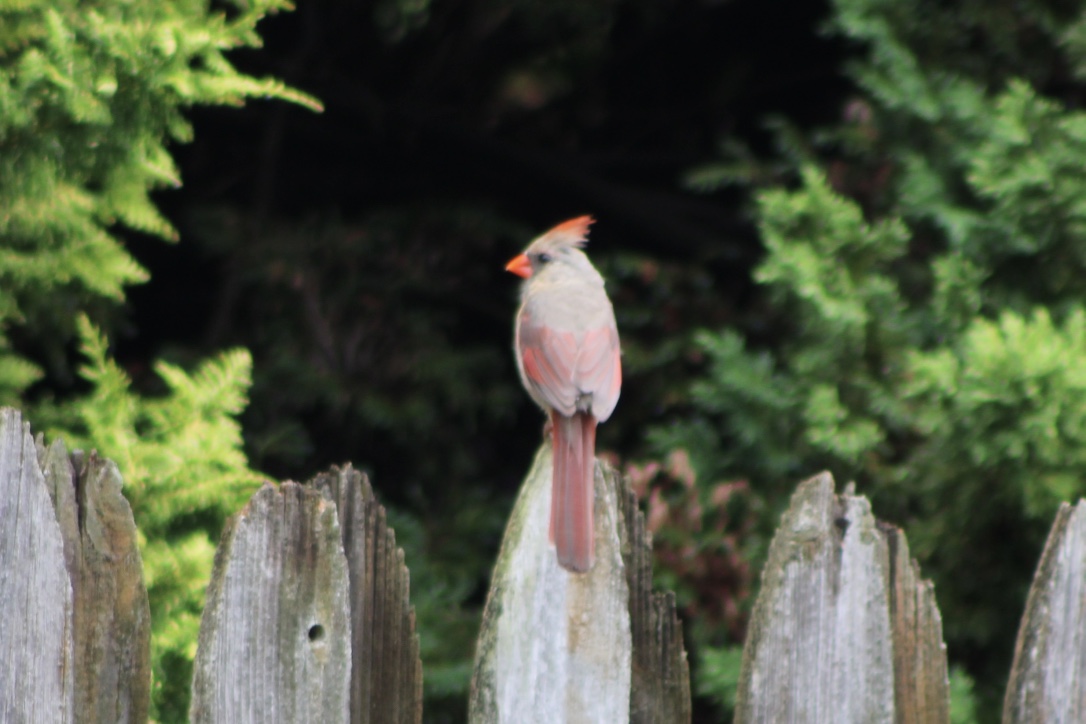 Cardinal on the fence